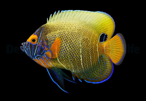 Pomacanthus Xanthometopon (Juvenile/Adult) L