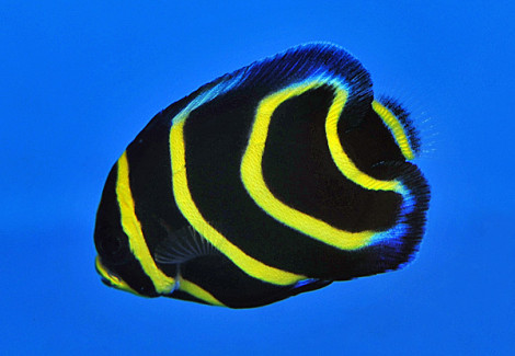 Pomacanthus Zonipectus - Allevato Europa M