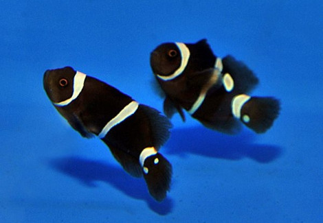 Premnas Epigramma Gold Dot - Allevato Europa M