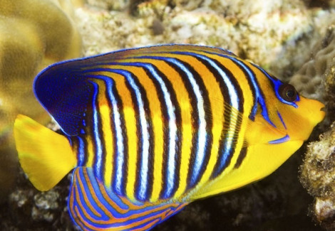 Pygoplites Diacanthus (Indian/Red Sea) Ml
