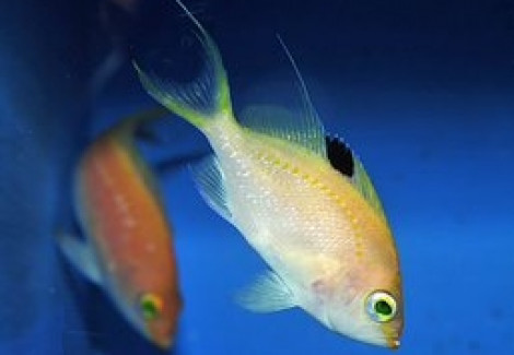 Sacura Margaritacae (Femmina) S