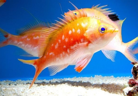 Sacura Margaritacae (Maschio) M