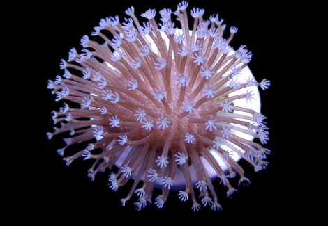 Sarcophyton Ehrenbergi (Weeping Willow) (Frag) M