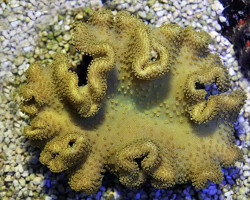 Sarcophyton Spp. Yellow (Tonga/Fiji) Ml