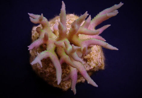 Seriatopora Hystrix Green  (Frag) M