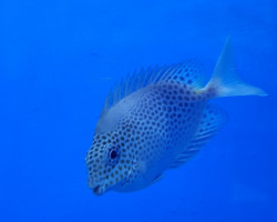 Siganus Stellatus M