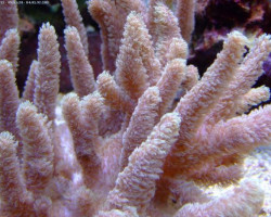Sinularia Spp. (Finger) Xxl