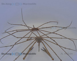Stenorynchus Seticornis M