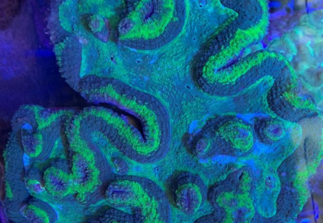 Symphyllia Spp. (Splitcolor) Xl