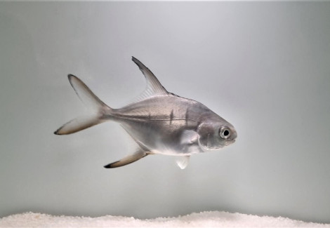 Trachinotus Goodei - Allevato Europa Ml