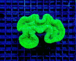 Trachyphyllia Spp. (Green) (Ultra) S