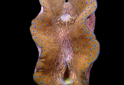 Tridacna Gigas (13-15Cm) Xl
