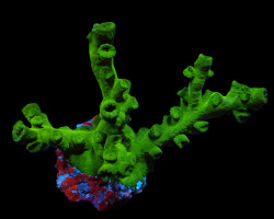 Tubastraea Micranthus M