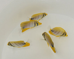 Zebrasoma Desjardinii L
