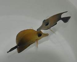 Zebrasoma Scopas Ml
