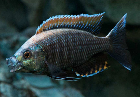 Copadichromis Virginalis Fire Crest F1 3,5