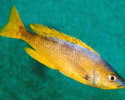 Cyprichromis Leptosoma Gold 6,5-8
