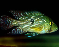 Geophagus Iporangensis 4