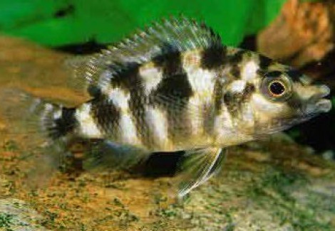 Placidochromis Milomo/Labrosus Super Vc 10 5-6 Cm