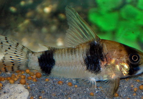 Corydoras Tukano L