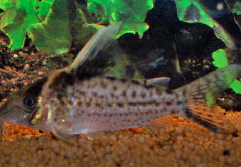 Corydoras Robustus Show