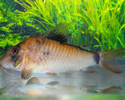Corydoras Simulatus L