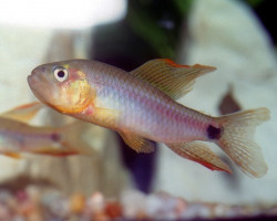 Crenuchus Spilurus L