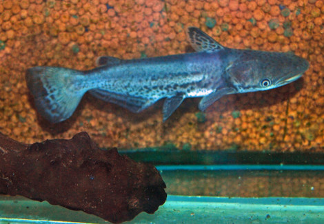 Ageneiosus Marmoratus L