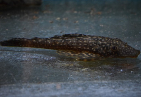 Dekeyseria Scaphirhyncha Xl