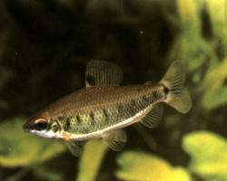 Distichodus Decemmaculatus L