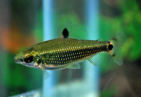Distichodus Teugelsi M