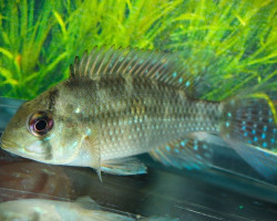 Gymnogeophagus Labiatus S