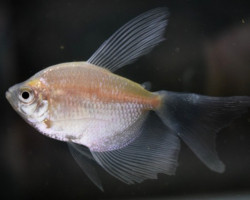 Gymnocorymbus Ternetzi White Widow M