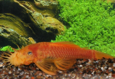 Ancistrus Sp. Temmincki Yellow L144 S