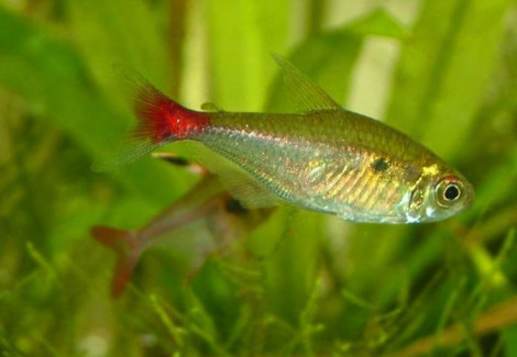 Hemigrammus Stictus M
