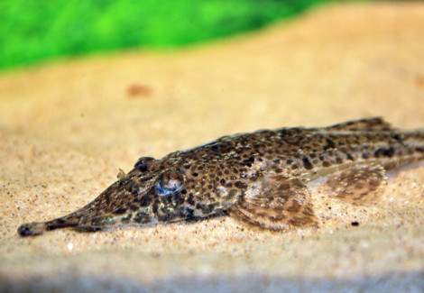 Hemiodontichthys Acipenserinus M