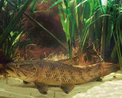 Hoplias Malibaricus S