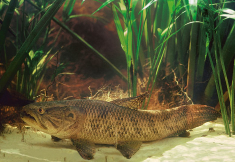 Hoplias Malibaricus S