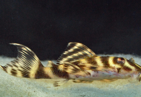L270 Hypancistrus Sp.  L