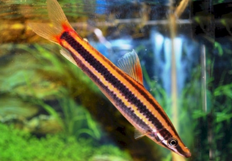 Anostomus Anostomus L