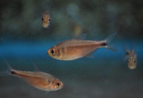 Hyphessobrycon Bifasciatus L