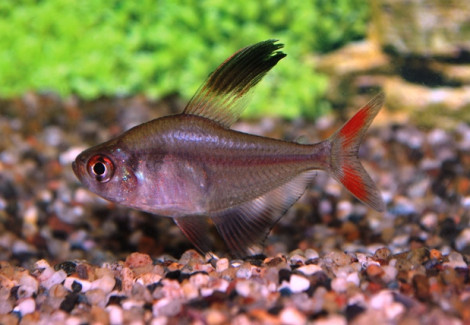 Hyphessobrycon Robertsi M
