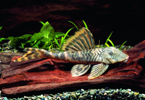 L208 Ancistomus Sp.  L