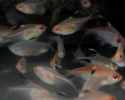 Hyphessobrycon Mix Brasil M