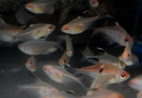 Hyphessobrycon Mix Brasil M