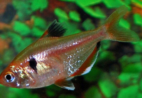 Hyphessobrycon Serpae Gold M