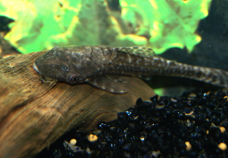 Hypoptopoma Gulare L
