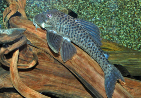 L036 Ancistomus Spilomma M