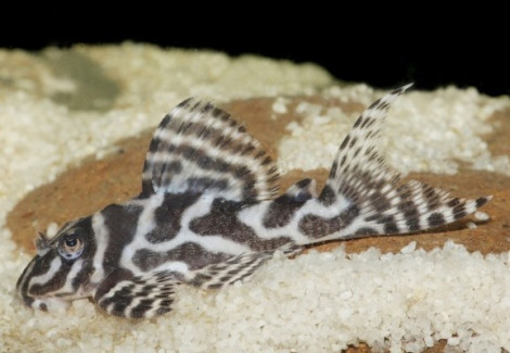 L236 Hypancistrus Sp.  M