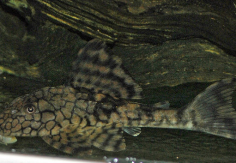 L037 Hypostomus Faveolus M